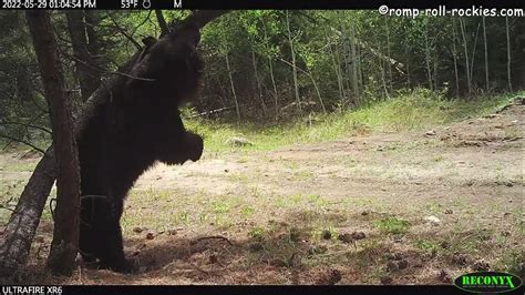 Black Bears Dance